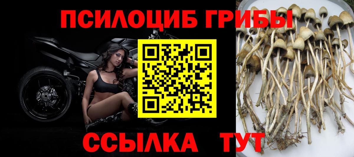 Псилоцибиновые грибы Psilocybe Ногинск
